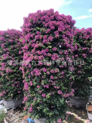 紫花三角梅柱盆景 紫色三角梅柱子 園林景觀工程供應 室內外盆栽