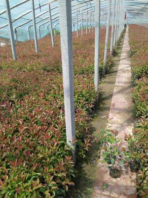 山東紅葉石楠繁育基地-山東省可信賴的紅葉石楠生產基地