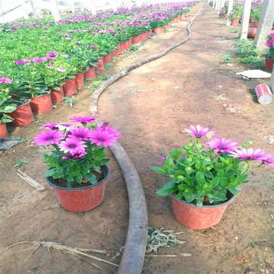 【山東青州市擺放南非萬壽菊種植基地圖片】山東青州市擺放南非萬壽菊種植基地 - 青州市圣格花卉苗木專業合作社