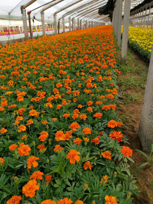 上饒青州草花基地信譽保證