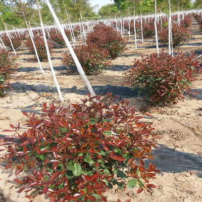 西安周至縣農戶種植苗木花卉批發基地