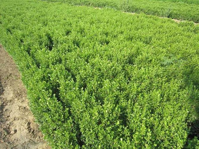 青州綠化苗木種植基地的扦插技術