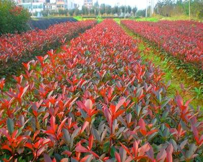 遼寧紅葉石楠批發基地-江蘇紅葉石楠供應商-江蘇紅葉石楠出售