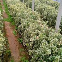 供應金邊黃楊_高度40公分_濰坊種植地_冠幅20公分 | 青州市恒景花卉苗木專業合作社