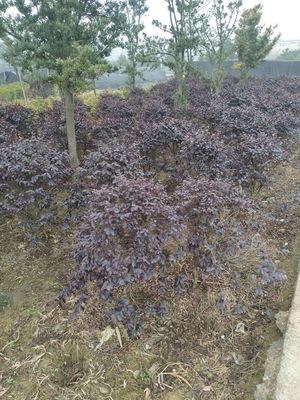 80.0厘米紅花繼木價格_自然高80.0丨冠幅60.0公分郴州市紅花繼木價格_郴州市蘇仙區清江花卉苗木草皮種植專業合作社-愛淘苗