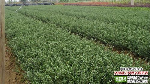 大量供應綠化工程苗木龜甲冬青球 龜甲冬青苗 規格齊全 量大從優