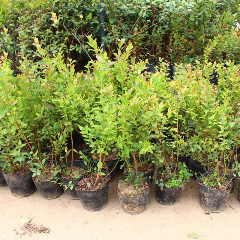 藍莓樹苗果苗特大南方北方種植奧尼爾藍莓苗四季藍莓樹苗盆栽地栽帶土發貨 12年庭院苗原土發貨(當年結果)品種留言