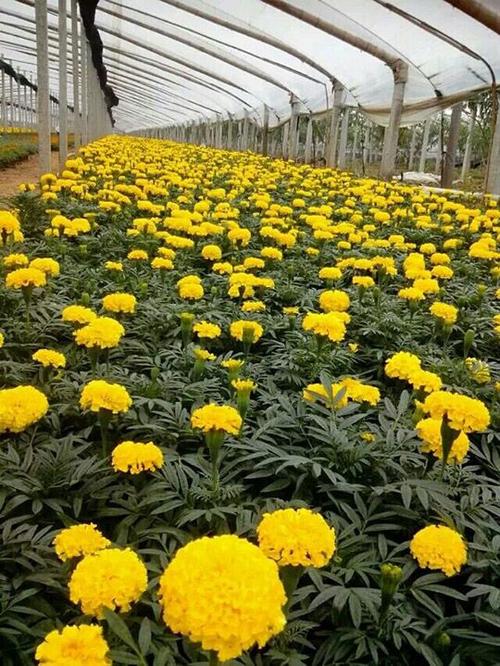 銷售園林植物產品的有限責任公司——青州市全意花卉苗木種植