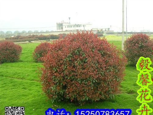 基地直銷 紅葉石楠苗 石楠球 高桿石楠 綠化工程苗木 規格齊全圖片