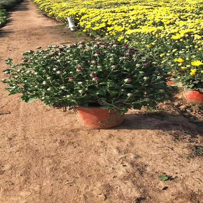 綠葉碧桃粉黛亂子草花海小苗批發山東青州花苗種苗馬鞭草粉黛亂子草營養杯苗青州山合水
