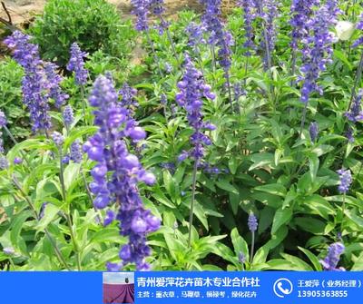 青州愛萍花卉苗木專業合作社