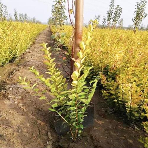 統州青州花卉苗木種植基地基地批發金葉女貞金葉女貞價格