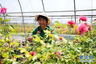 安徽 鮮花經濟 助力鄉村振興