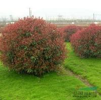 供應紅葉石楠_冠幅300公分_常州種植地 | 溧陽市天目湖鎮毛尖花卉苗木基地