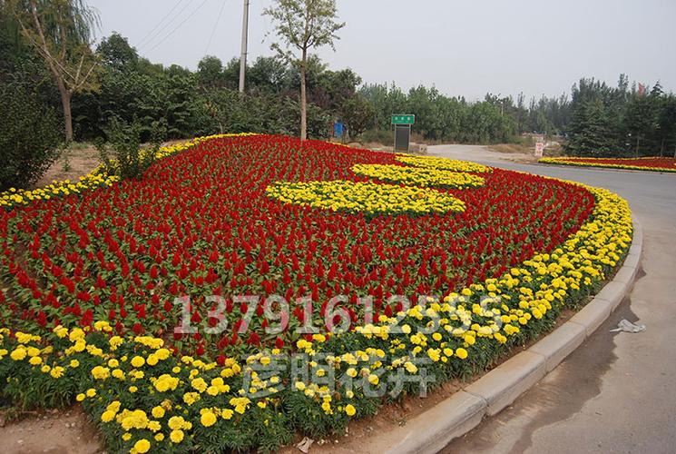 花卉租擺-工程案例-青州市彥明花卉苗木種植專業合作社-綠化苗木種植