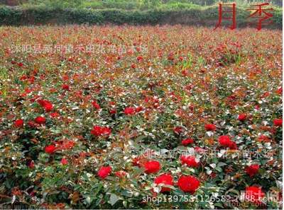 【園林綠化苗木銷售大花月季花苗薔薇花苗3年苗觀花植物】沭陽縣新河鎮禾田花卉苗木場 - 產品庫