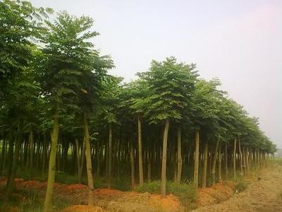 青州國槐供應商-河南國槐價格-河南國槐產地