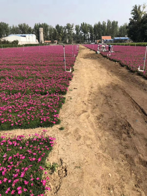曉敏花卉歐石竹小苗批發基地,贛州歐石竹小苗放心省心
