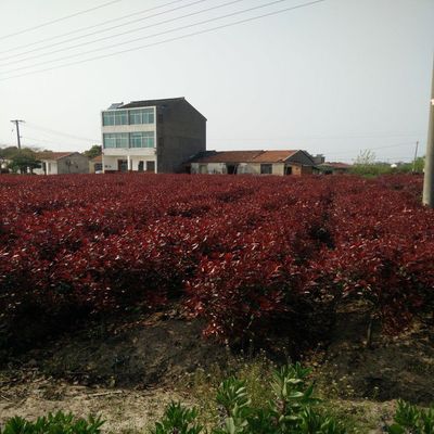 紅葉石楠球價格紅葉石楠球批發價格綠化苗木價格
