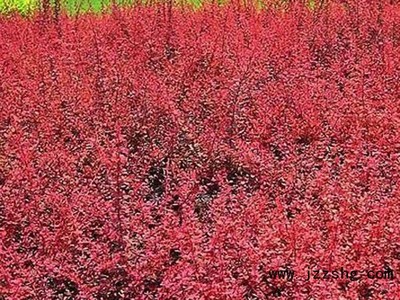 【荒山綠化苗木基地】+【退耕還林苗木】+【礦區綠化苗木基地】=(洪星)-展商網
