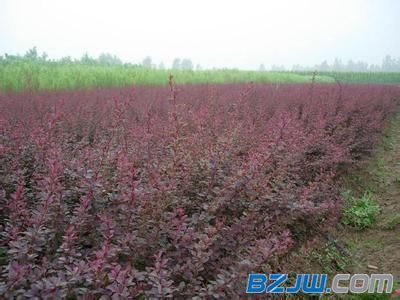 【安徽紅葉小檗--想要買紅葉小檗就來永信花卉苗木】_安徽紅葉小檗--想要買紅葉小檗就來永信花卉苗木價格_安徽紅葉小檗--想要買紅葉小檗就來永信花卉苗木廠家-到中華標準件網