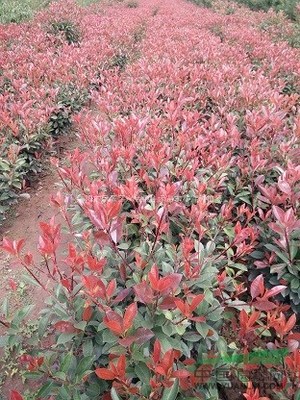 洛陽市伊濱區寇店鎮佳禾苗木花卉種植場