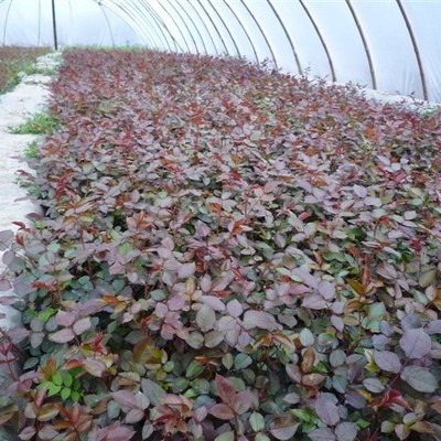 花卉、苗木,農產品種植、銷售及技- 南陽市慶豐苑月季