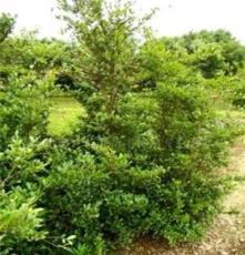 瀏陽市鑫森花卉苗木種植專業合作社