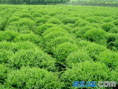 【青州綠化苗木,要買綠化苗木首選杰浩花卉苗木專業合作社】_青州綠化苗木,要買綠化苗木首選杰浩花卉苗木專業合作社價格_青州綠化苗木,要買綠化苗木首選杰浩花卉苗木專業合作社廠家-到中華標準件網寧波站