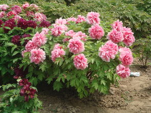 供應花卉苗木圖片 高清圖 細節圖 灤縣茨榆坨綠園花卉基地 