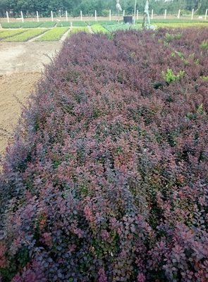 江蘇紅葉小劈種植基地-優良紅葉小檗濰坊市哪里有