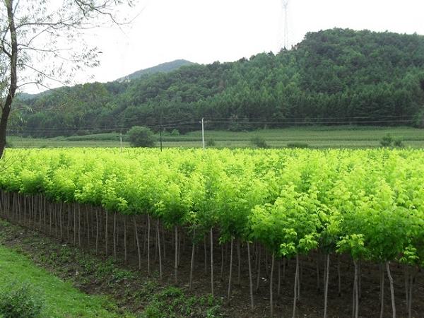 金葉復葉槭--萬興花卉苗木種植專業合作社-膩子粉,外墻膩子粉,膩子粉