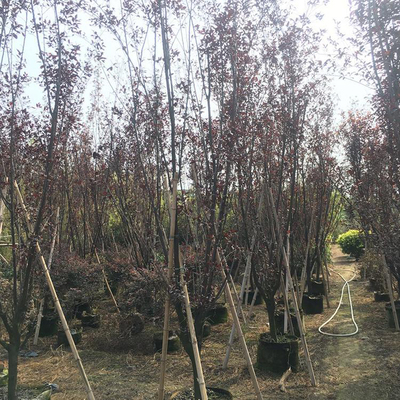 綠化工程紫葉李價格 紫葉李子樹苗 紅葉李價格 湘林苗圃