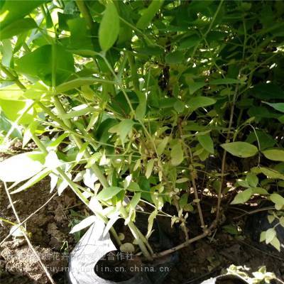 盤主營產品:花卉租擺工廠綠化工程