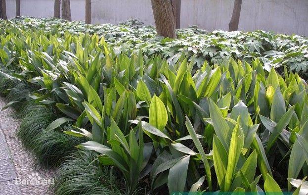 青州市李珊花卉苗木種植專業合作社的產品展示|主營產品