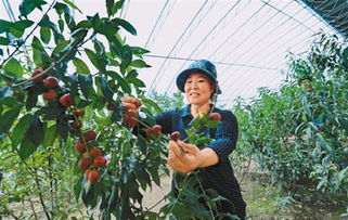 中國西藏新聞網