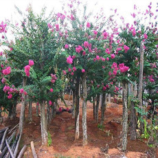 郴州市蘇仙區下渡花卉苗木種植專業合作社
