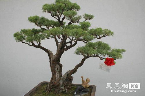 打工生涯返回家鄉辦起花木盆景苗圃