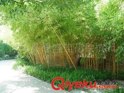 供應工廠綠化苗子竹苗類花卉紫竹、金鑲玉竹、早園竹等園林竹子-沭陽縣德盛桂花種植園提供供應工廠綠化苗子竹苗類花卉紫竹、金鑲玉竹、早園竹等園林竹子的相關介紹、產品、服務、圖片、價格沭陽縣德盛桂花種植園、綠化苗木;盆景培植;銷售;種子;草坪;喬木;早籽;花木
