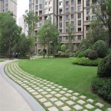 【山東廠區綠化,工廠綠化設計,工廠綠化栽植技術指導圖片】山東廠區綠化,工廠綠化設計,工廠綠化栽植技術指導 - 青州市茗茜花卉苗木專業合作社