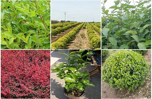 河南綠化苗木種植基地(供應商)_天卓花卉綠化苗木_農民網.