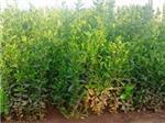 山東品種好的冬青供應:種植綠化苗木-青州市雙林花卉苗木專業合作社提供山東品種好的冬青供應:種植綠化苗木的相關介紹、產品、服務、圖片、價格冬青、紫葉李基地、北海道黃楊基地、衛矛價格、蜀檜批發、冬青球批發、
