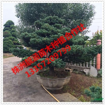 株洲市靚涵花卉苗木種植農民專業合作社