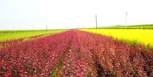 優惠券 十大品牌排行榜 哪個牌子好 淘寶商城 天貓商城精選 京東商城 拼多多商城