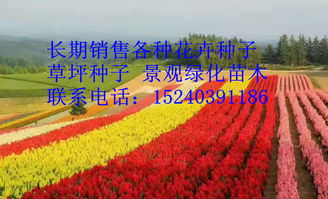 沐陽縣綠之洲花卉苗木銷售中心簡介,產品介紹