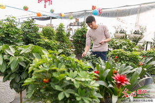 江蘇如皋 氣溫回升花卉苗木市場旺
