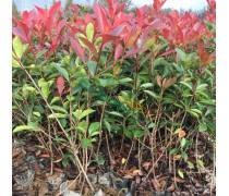 【紅葉石楠容器苗】青州市趙建營花卉苗木種植專業合作社 - 產品庫