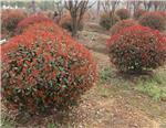 “紅葉石楠球批發”紅葉石楠球價格//青州建明花卉-青州建明花卉苗木提供“紅葉石楠球批發”紅葉石楠球價格//青州建明花卉的相關介紹、產品、服務、圖片、價格[美醉不過那抹海棠!]海棠苗木種植基地#山東海棠苗木批發、月季批發、金葉女貞價格、冬青基地、衛矛批發價格、北海道黃楊種植基地、
