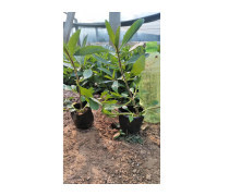 花卉苗木種植產品庫