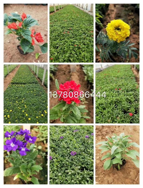 國慶節綠化草花批發基地